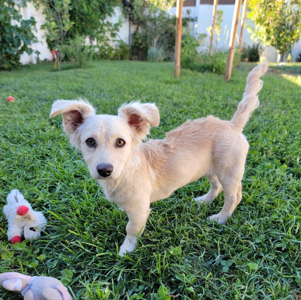 Help My Puppy Penny Get Training🩵